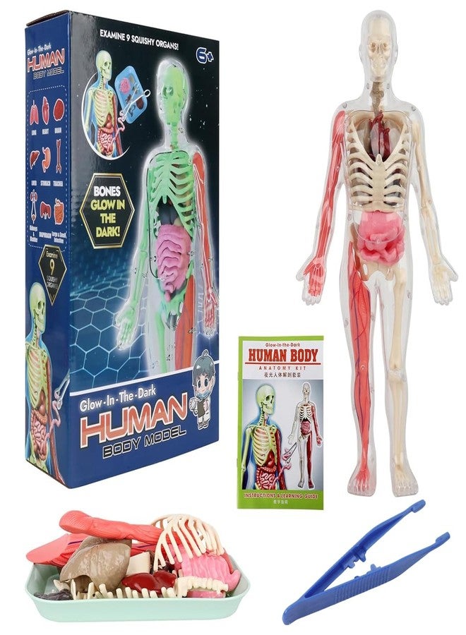 PATPAT® 32 Pieces DIY Assembly Human Skeleton Model Organs Models Kit Glow in The Dark Skeleton Toys Kids Educational Biology Class Tool for Kids Age 6+ - Image 1